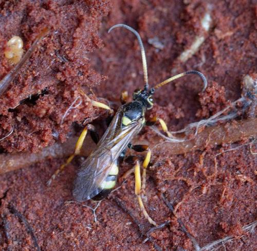 Eutanyacra crispatoria
